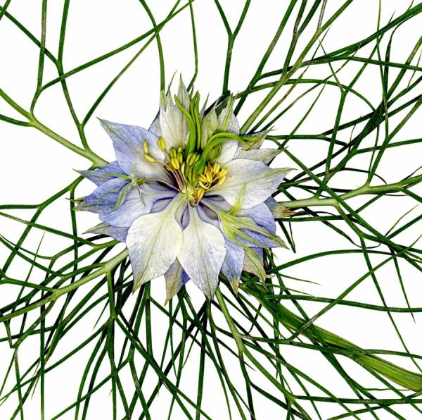 Photograph Sabrina Rouse Love2mist on One Eyeland